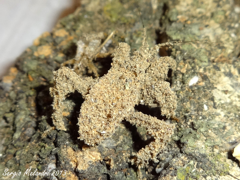 Reduvius personatus (Reduvidae) della Romagna (RA)